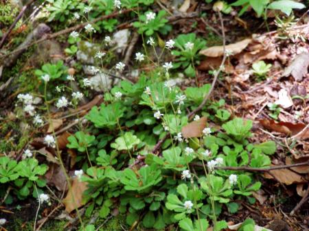 Saxifraga Cuneifolia