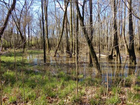 Scene Beech St Greenway ncwetlands KG (10)