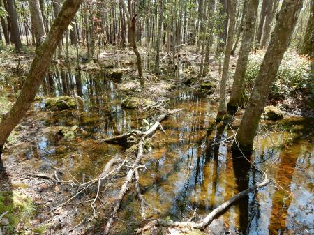 Scene bottomland hardwood wetland Carolina beach state park ncwetlands KG (5)