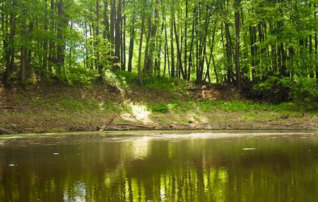 scene in the forest