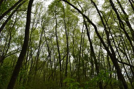 Scene Mazarick Park ncwetlands AM (7)