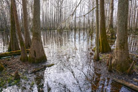 Scene Merchants Millpond SP ncwetlands KG (11)