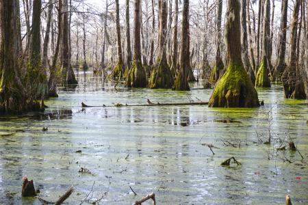 Scene Merchants Millpond SP ncwetlands KG (22)