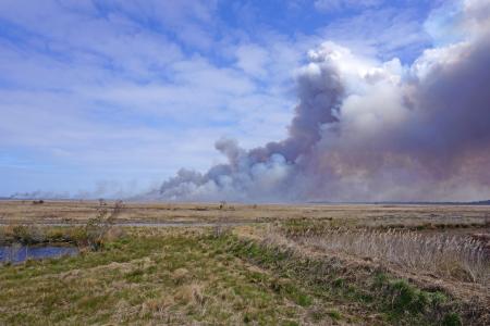 Scene prescribed fire Mackay Island NWR ncwetlands KG (8)