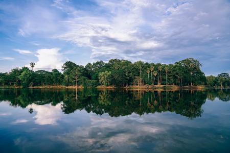 Scenic Photography of Trees