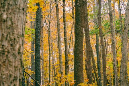 Scenic View of Autumn Leaves