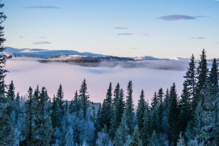 Scenic View of Foggy Forest