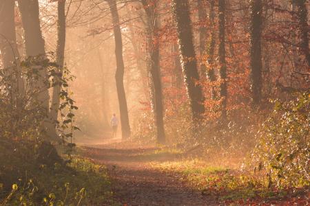 Scenic View of Forest