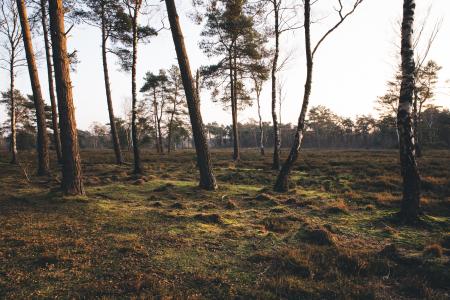 Scenic View of Forest