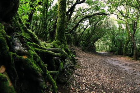 Scenic View of Forest