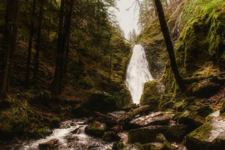 Scenic View of Forest