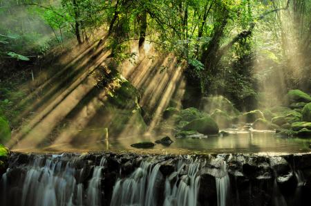 Scenic View of Rainforest