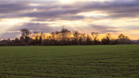 Scenic View of the Field