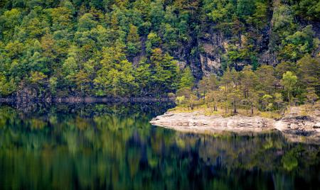 Scenic View of the Forest