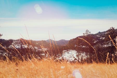 Scenic View of the Forest