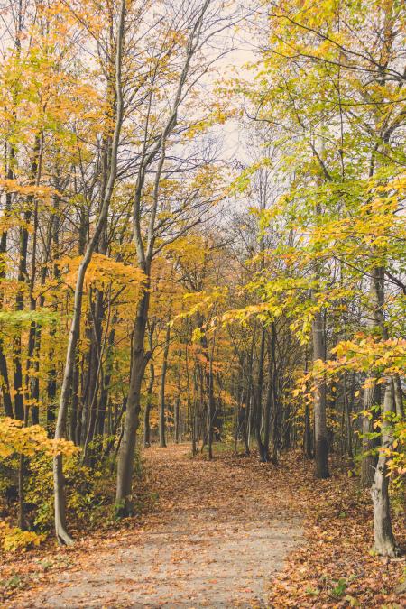 Scenic View of the Forest