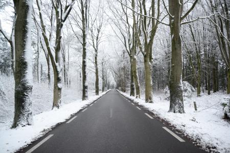 Scenic View of the Forest during Winter