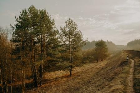 Scenic View of Trees