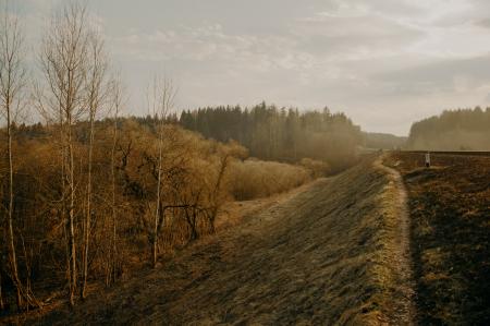 Scenic View of Trees