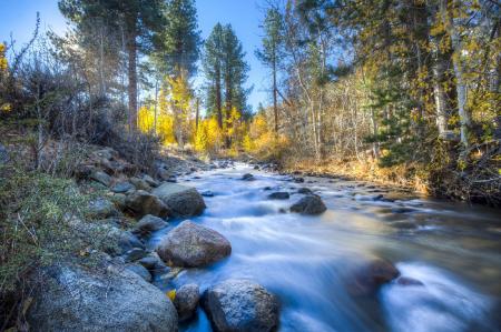 Scenic View of Trees in Forest