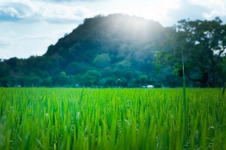 Scenic View of Wheat Field Against Sky