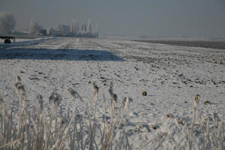 Schapen in de sneeuw