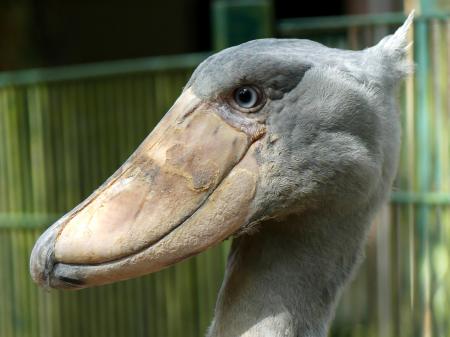 Schoenbek ooievaar in Walts Rode