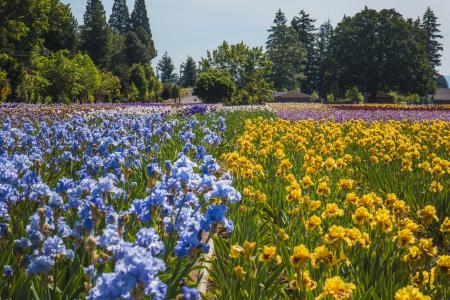 Schreiner's Iris Garden, Oregon, Iris fields