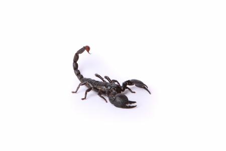 Scorpion on White