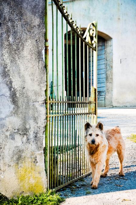Scruffy dog waiting at the gate