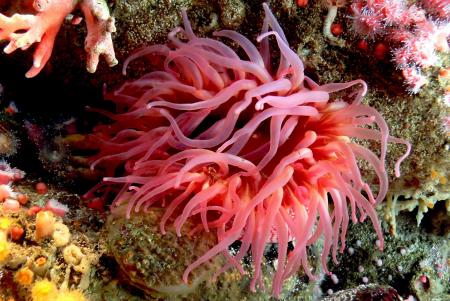 Sea Anemone