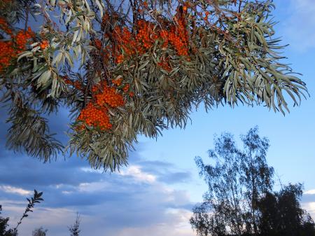 sea-buckthorn