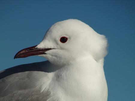 Sea Gull