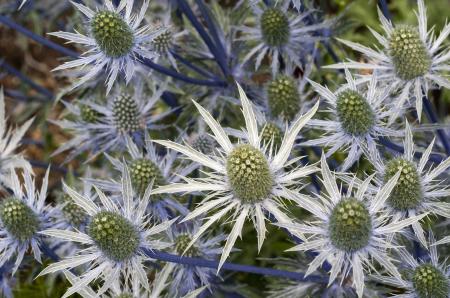 Sea Holly Flower