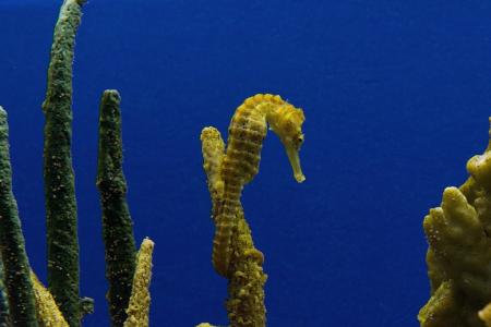 Sea Horse