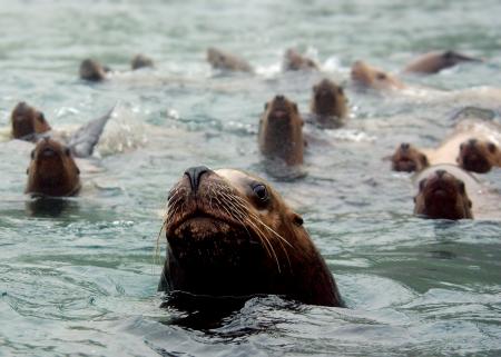 Stellar Sea Lion