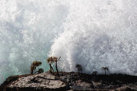 Sea Palms in the Surf