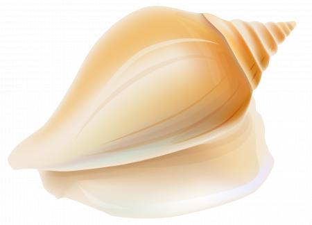 Seashell