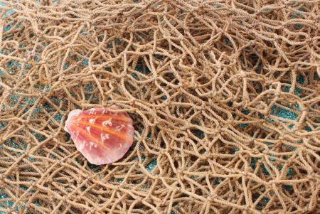 Sea shell on fishing net