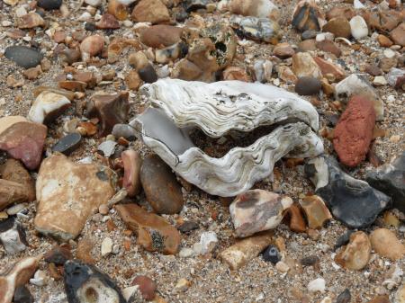 Sea shell on the shore