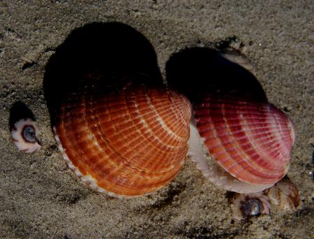 Sea Shells (14)