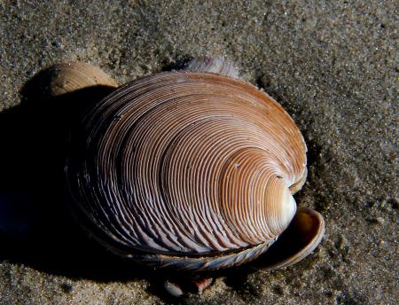 Sea Shells (16)