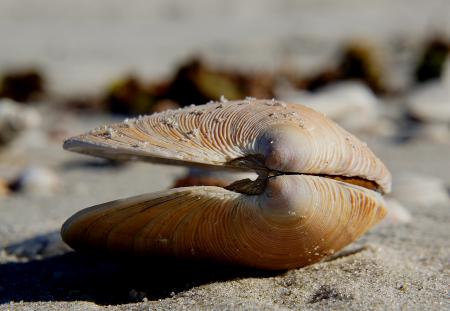 Sea Shells (20)