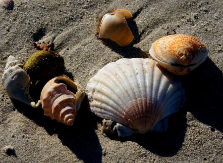 Sea Shells (4)