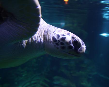 Sea Turtle