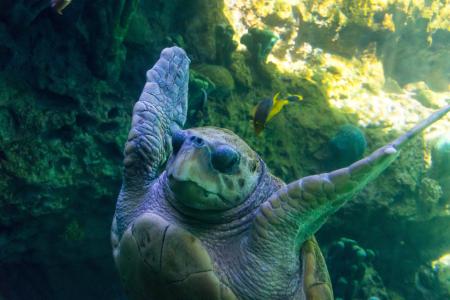 Sea Turtle Underwater