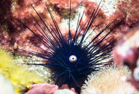 Sea Urchins