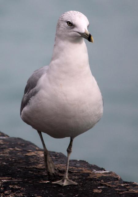 Seagull