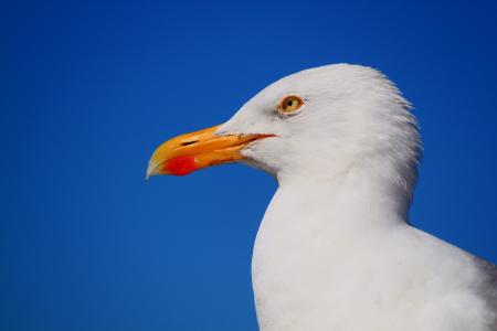 Seagull