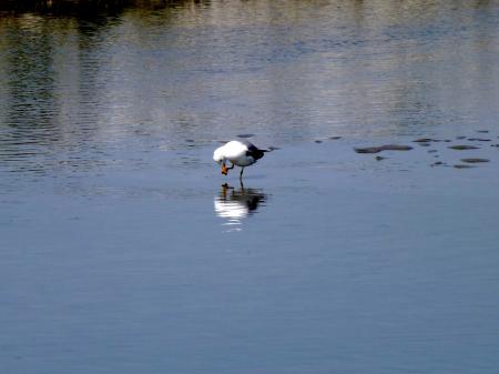 Seagull